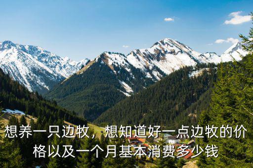 溫州邊牧價(jià)格是多少錢一只,買一只邊牧需要多少錢