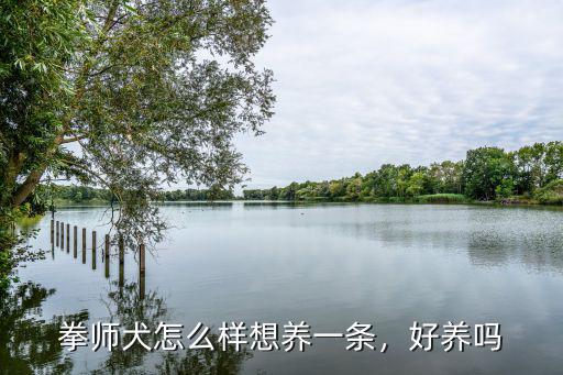金華拳師犬多少錢一只,拳師犬怎么樣