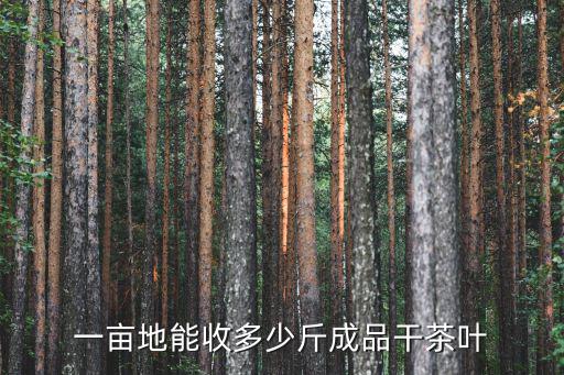 杭州茶葉種植有多少畝地,老家有幾畝荒地