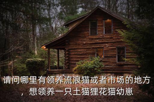 請問哪里有領養流浪貓或者市場的地方，想領養一只土貓貍花貓幼崽