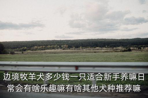 威海邊牧犬多少錢一只,買一只邊牧需要多少錢