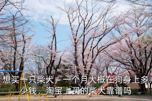 杭州柴犬多少錢一只幼犬,想買一只柴犬