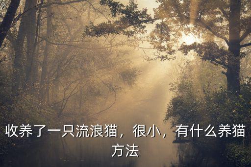 深圳哪里有阿姨收養貓咪,深圳哪里有寵物救助站