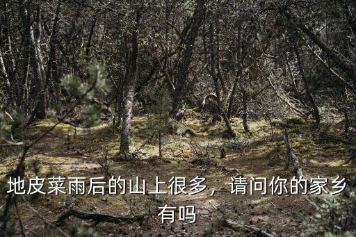 廣州哪里的山上有地皮菜,地皮菜是什么菜