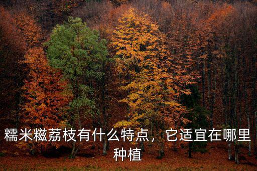 廣州哪里有糯米糍荔枝,糯米糍荔枝有什么特點(diǎn)