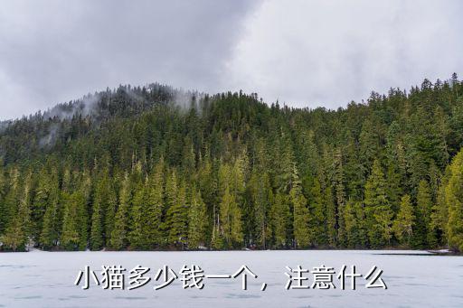 小貓多少錢一個，注意什么