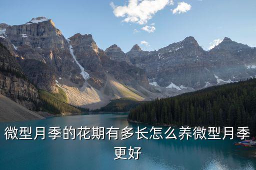 淄博微型月季花多少錢(qián)一株,微型月季的花期有多長(zhǎng)