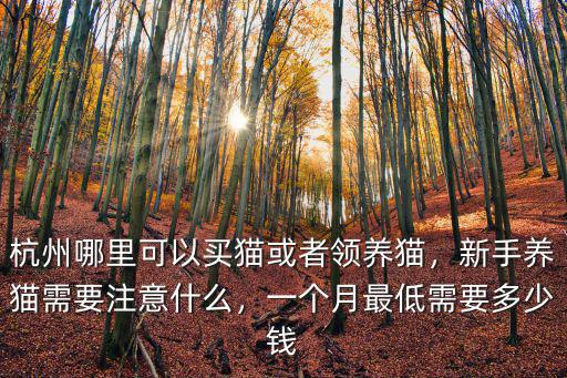 杭州孟買貓多少錢一只,杭州哪里可以買貓或者領養貓