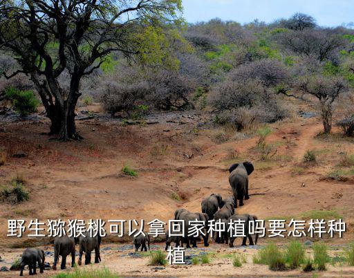野生獼猴桃可以拿回家種植嗎要怎樣種植
