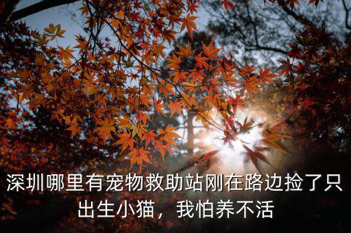 深圳哪里有寵物救助站剛在路邊撿了只出生小貓，我怕養不活