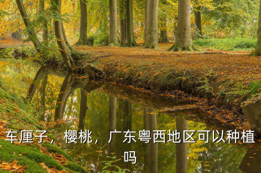 車厘子，櫻桃，廣東粵西地區可以種植嗎