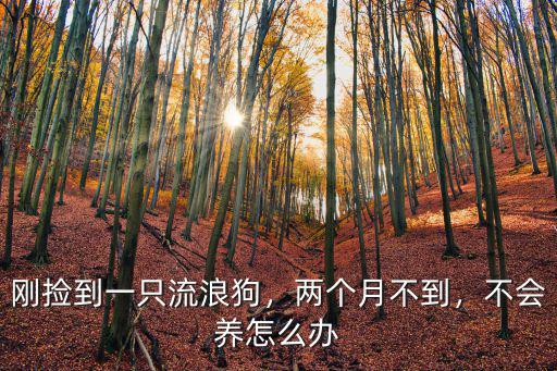 東莞哪里可以撿到小流浪狗,剛撿到一只流浪狗