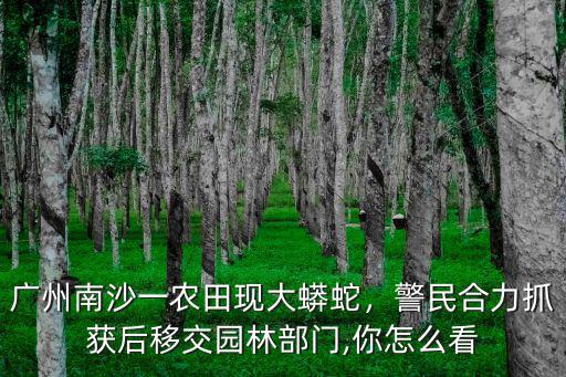 廣州南沙一農田現大蟒蛇，警民合力抓獲后移交園林部門,你怎么看