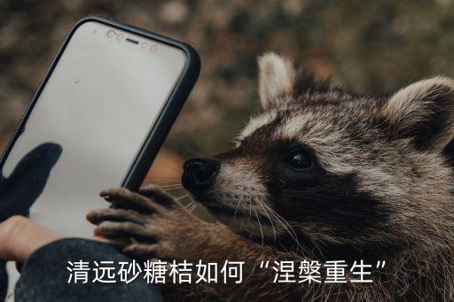清遠哪里買沙糖桔,清遠砂糖桔如何涅槃重生