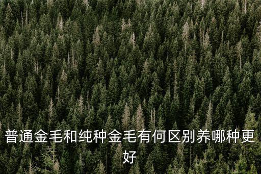普通金毛和純種金毛有何區別養哪種更好