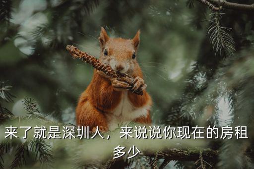 來了就是深圳人，來說說你現在的房租多少