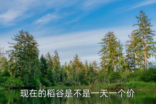 湛江稻谷現在價格是多少,現在的稻谷是不是一天一個價