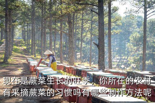 現在是蕨菜生長的旺季，你所在的農村有采摘蕨菜的習慣嗎有哪些制作方法呢