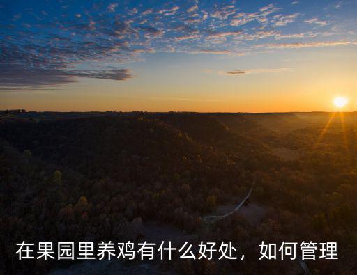 在果園里養(yǎng)雞有什么好處，如何管理