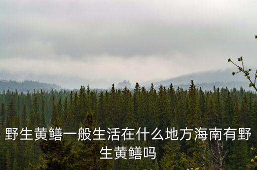 野生黃鱔一般生活在什么地方海南有野生黃鱔嗎
