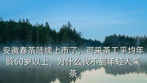 浙江采茶的工資多少,又一年采茶季
