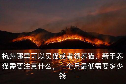 一般在杭州買貓多少錢一臺(tái),杭州哪里可以買貓或者領(lǐng)養(yǎng)貓