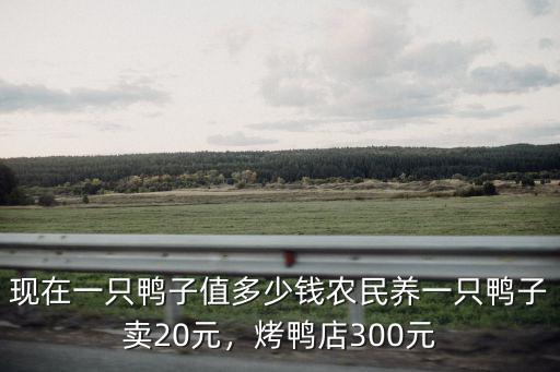 清遠鴨子批發價多少一只,農民養一只鴨子賣20元