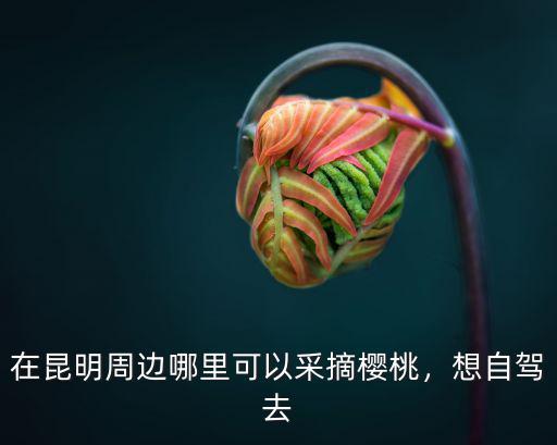 在昆明周邊哪里可以采摘櫻桃，想自駕去