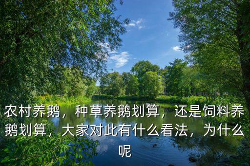 在惠州養(yǎng)鵝怎么樣,種草養(yǎng)鵝劃算