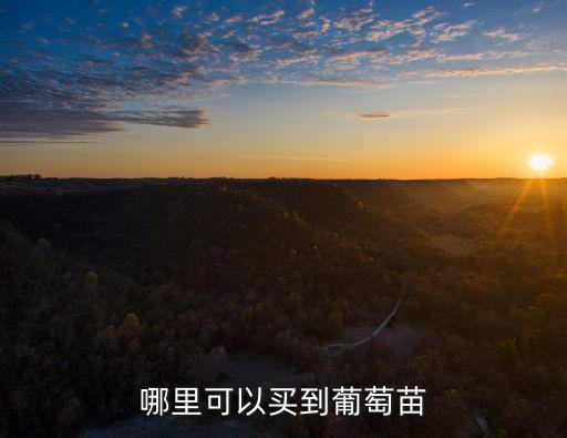 東營紫秋葡萄苗多少錢,哪里可以買到葡萄苗