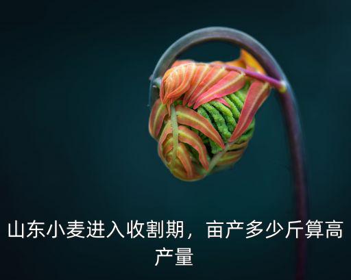 山東小麥進入收割期，畝產多少斤算高產量