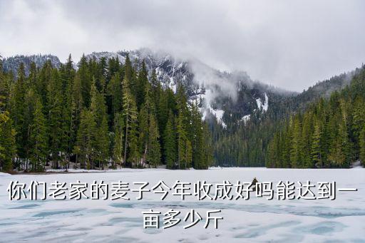 山東曲阜一畝收多少斤麥子,能達(dá)到一畝多少斤