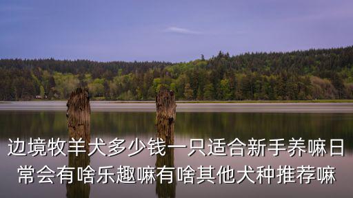 邊牧犬多少錢一只山東濟寧,買一只邊牧需要多少錢