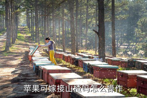 蘋果可嫁接山楂嗎怎么操作