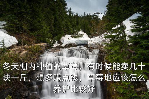 濟南收草莓賣草莓一天能賺多少錢,冬天棚內種植的草莓