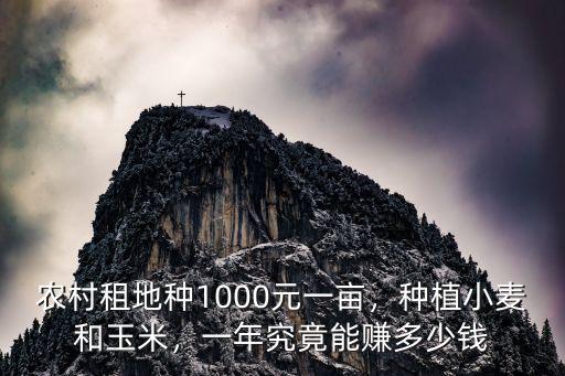 農村租地種1000元一畝，種植小麥和玉米，一年究竟能賺多少錢