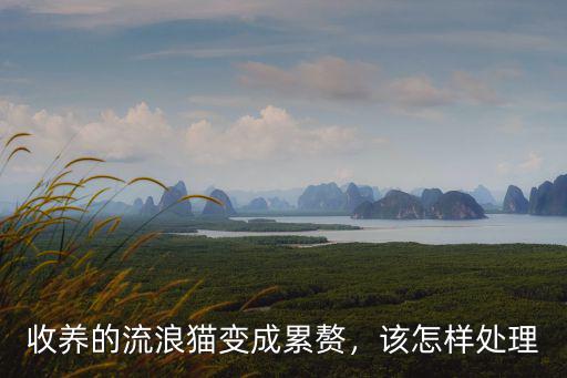 廣州哪里收養(yǎng)流浪貓,怎么把流浪貓帶回家
