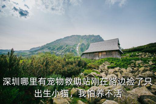 深圳哪里有領養迷你雪納瑞,深圳哪里有寵物救助站