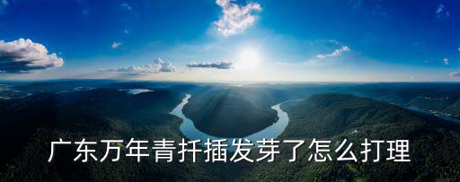 廣東萬年青扦插發(fā)芽了怎么打理