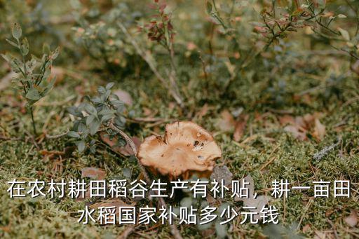 廣東農村種糧補貼每田多少錢,今年種糧還有補貼拿嗎