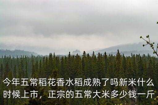 今年五常稻花香水稻成熟了嗎新米什么時候上市，正宗的五常大米多少錢一斤