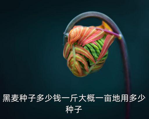 濱州優質小麥種子多少錢,黑麥種子多少錢一斤