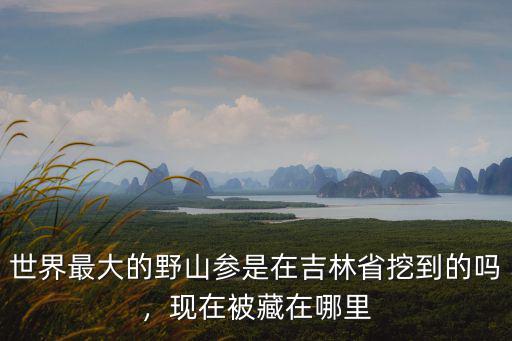 世界最大的野山參是在吉林省挖到的嗎，現(xiàn)在被藏在哪里