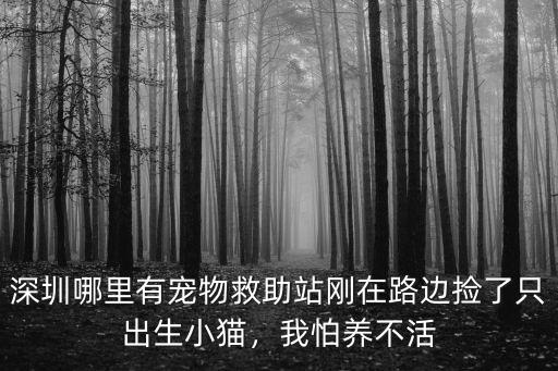 深圳哪里有寵物救助站剛在路邊撿了只出生小貓，我怕養不活