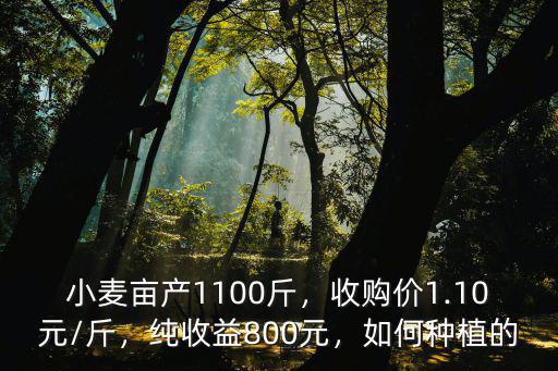 小麥畝產1100斤，收購價1.10元/斤，純收益800元，如何種植的
