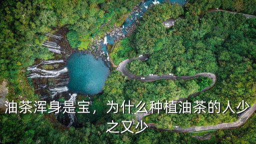 浙江省油茶種植多少人,河南的氣候適合種植油茶嗎