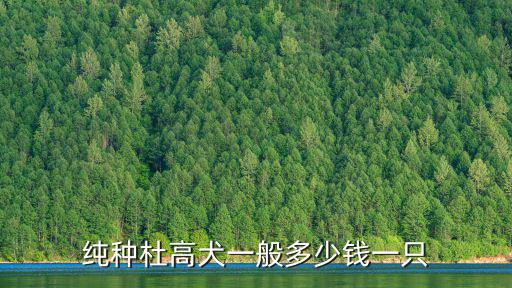 純種杜高犬一般多少錢一只