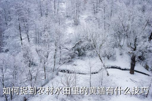 汕頭市哪里有黃鱔捉,哪里收購黃鱔