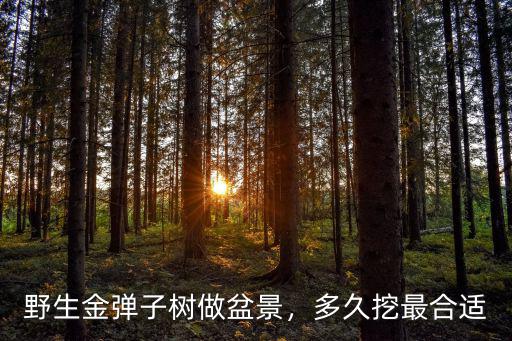 野生金彈子樹做盆景，多久挖最合適