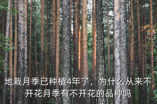 地栽月季已種植4年了，為什么從來不開花月季有不開花的品種嗎